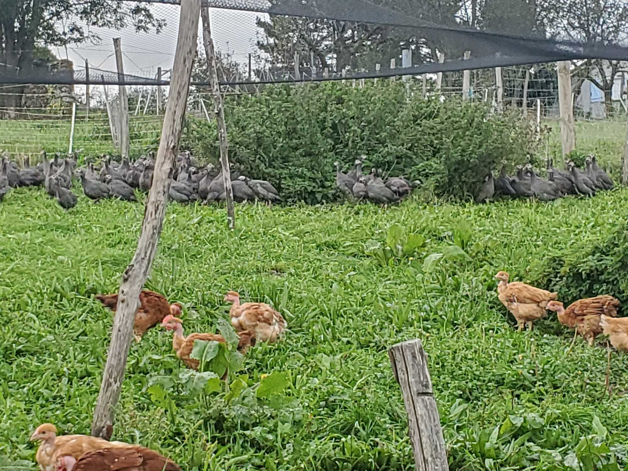 Noël se prépare à la ferme
