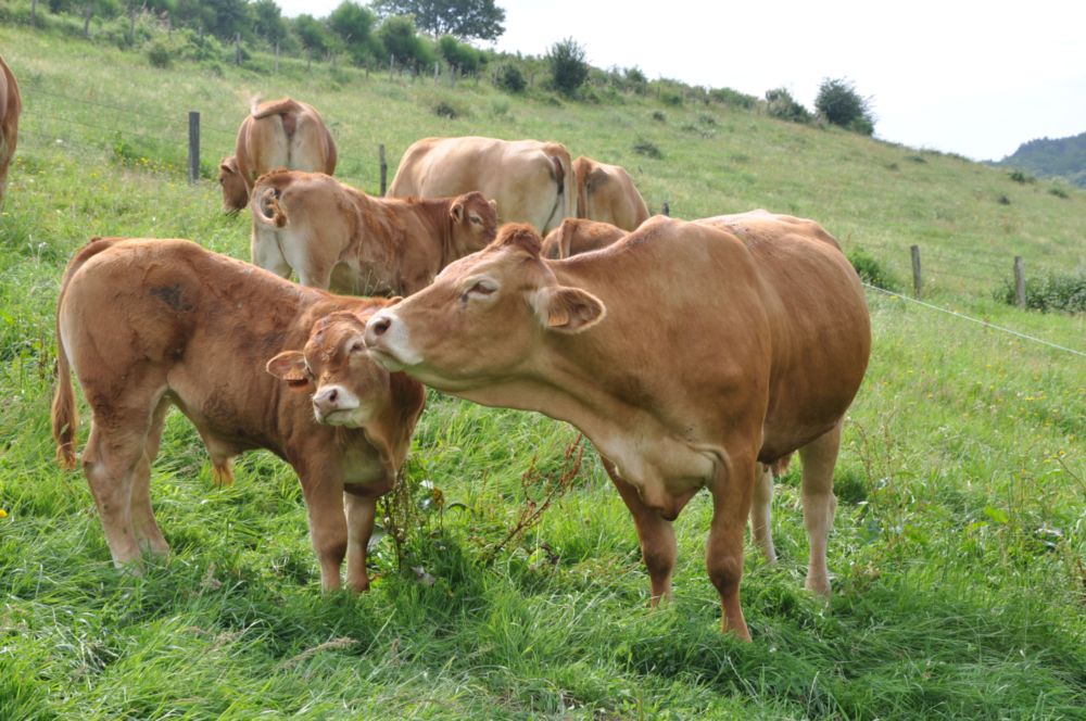 Vaches limousines